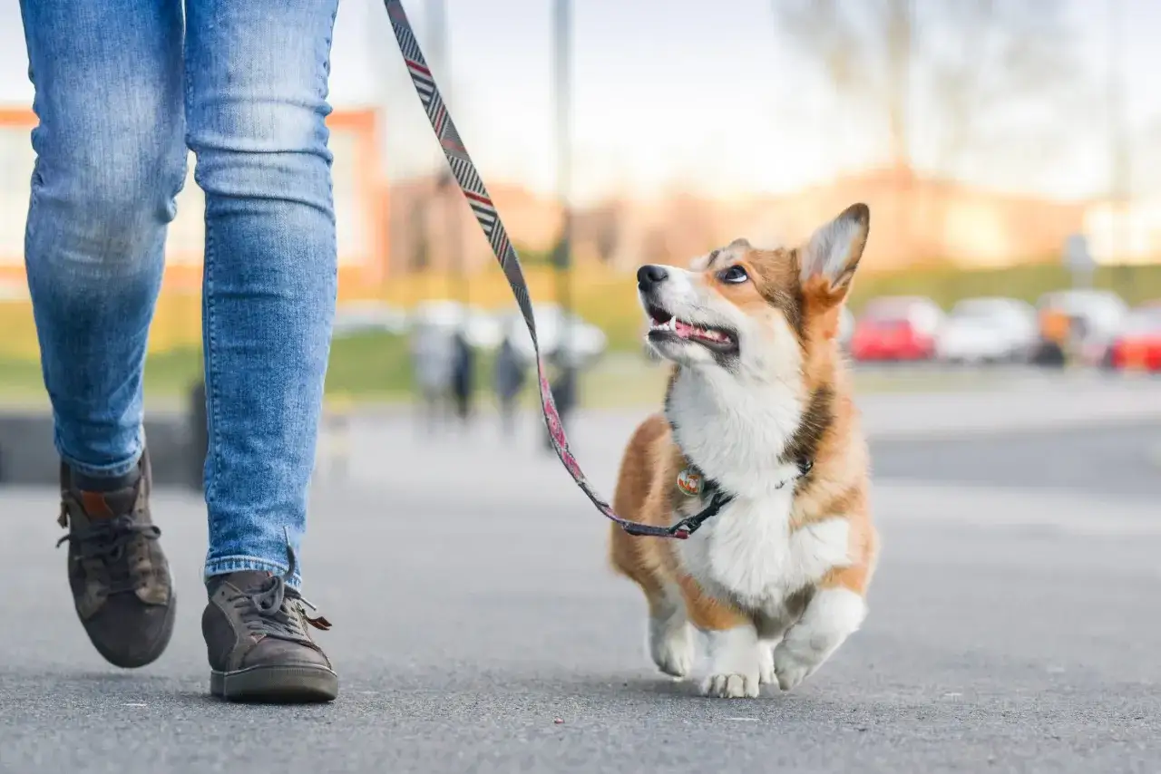 Un corgi emocionado tira de la correa, ansioso por explorar. &iexcl;Por qu&eacute; mi perro tira de la correa!