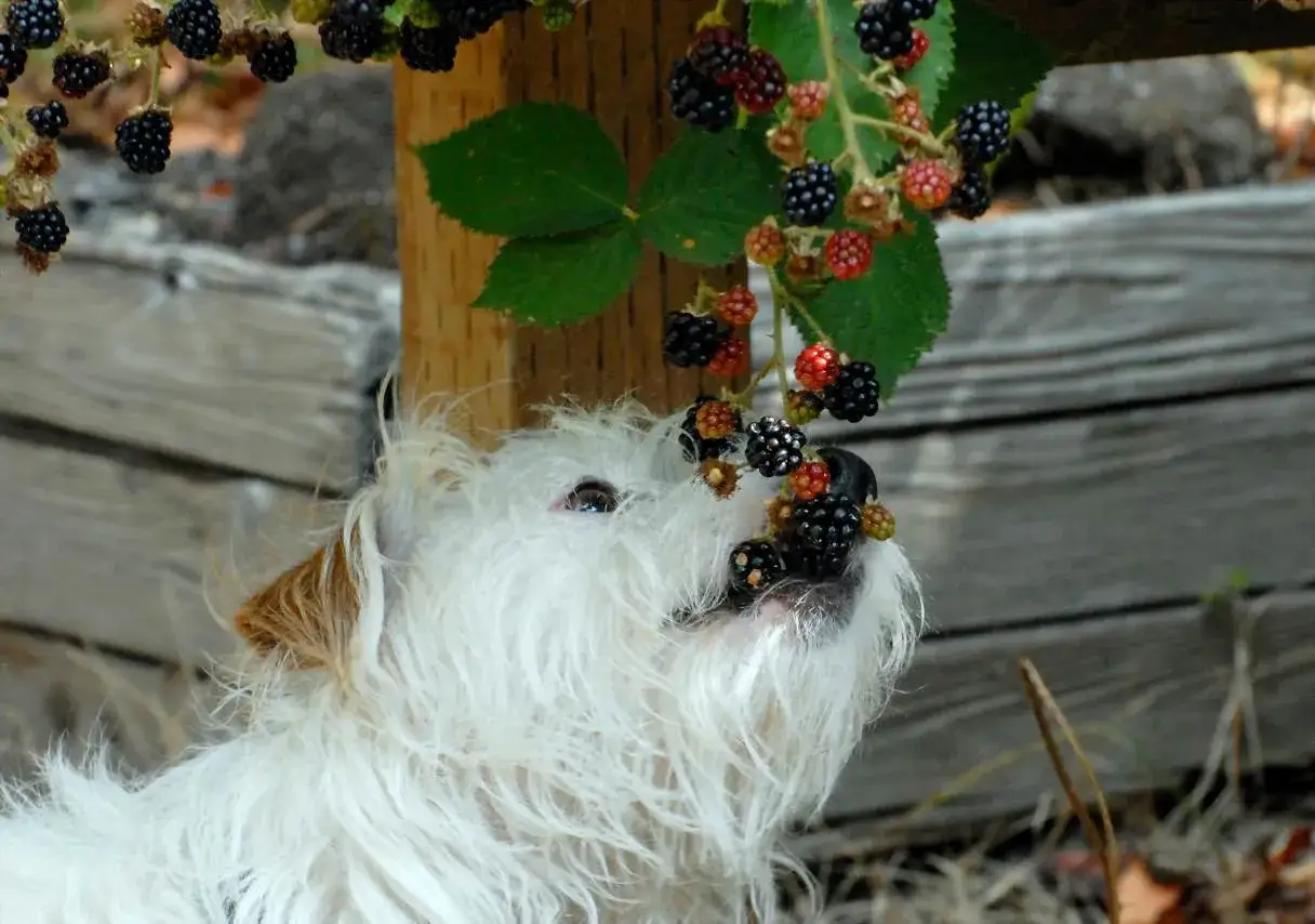 Un perro blanco y peludo disfruta de moras frescas de una rama. &iexcl;Demuestra que los perros pueden comer moras!