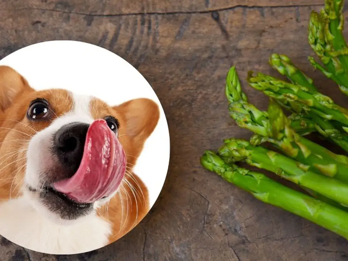 Un adorable corgi con la lengua fuera mira unos esp&aacute;rragos, &iexcl;demostrando que los perros pueden comer esp&aacute;rragos!