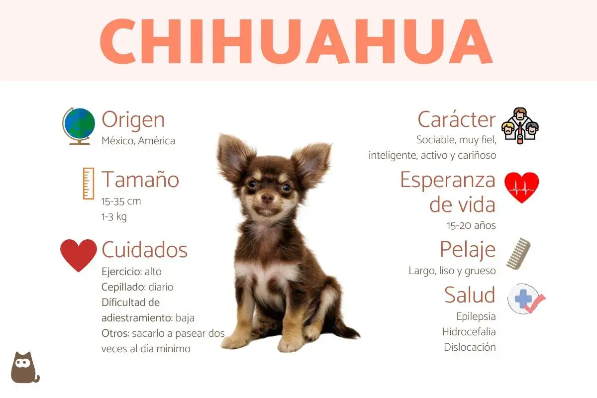 Un adorable chihuahua perro, con información sobre su origen, tamaño, cuidados, carácter, esperanza de vida, pelaje y salud.