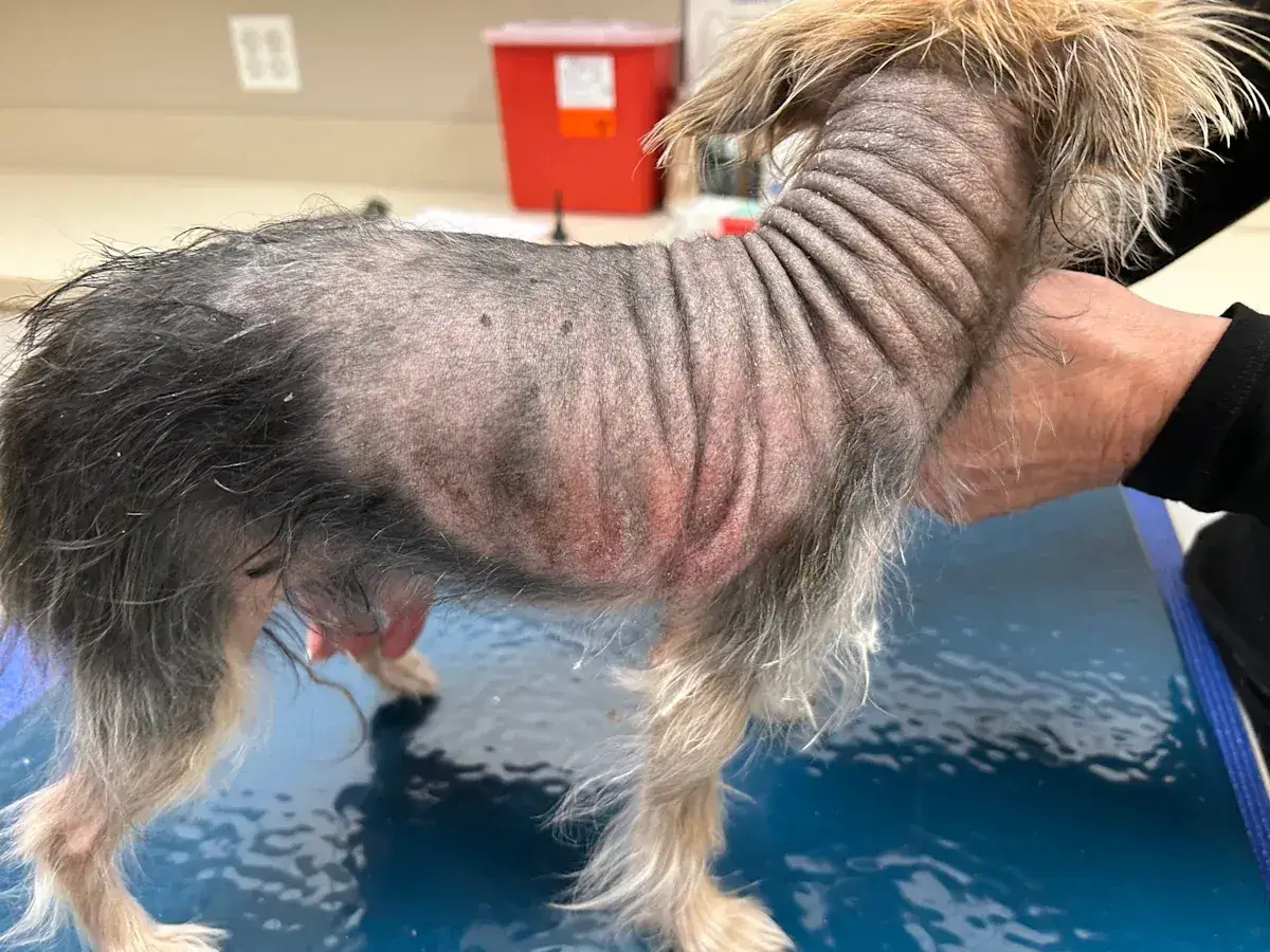 Perro con piel irritada y sin pelo, buscando una alternativa a los corticoides en perros para su tratamiento.