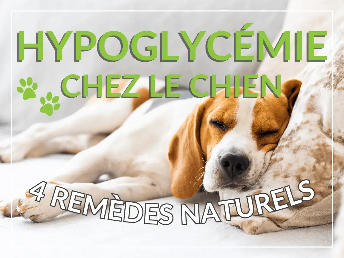 Un beagle duerme pl&aacute;cidamente, con el texto 