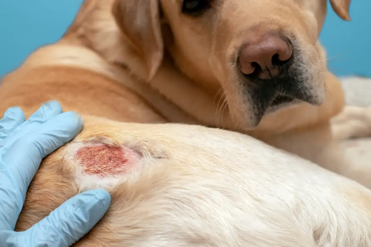 Mano enguantada examinando una zona de piel irritada en un perro.
