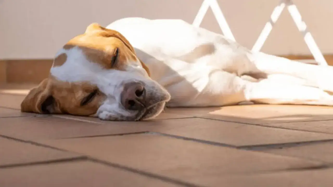 Un perro duerme plácidamente en el suelo, disfrutando del calor del verano.