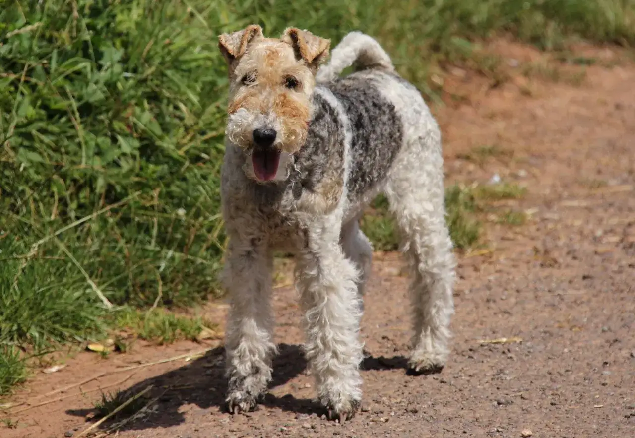 Un perro fox terrier con pelaje blanco y gris, de pie en un camino de tierra con hierba verde al fondo.