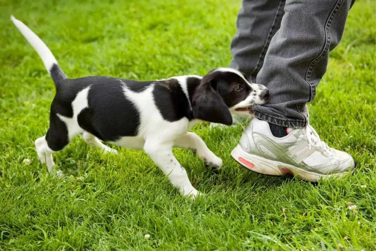Un cachorro blanco y negro muerde el pantalón de alguien en el césped. ¡Mi cachorro muerde mucho!