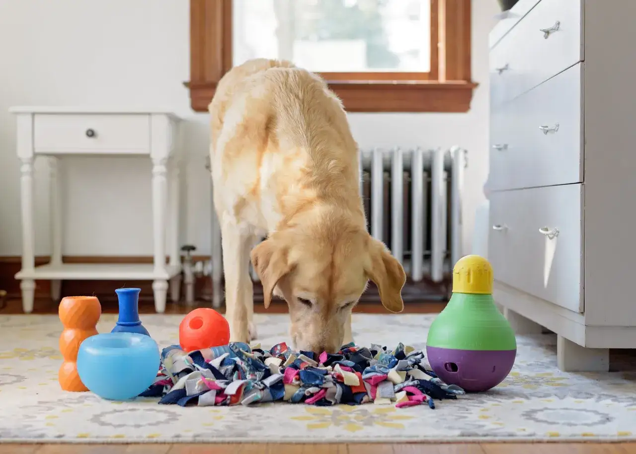 Un perro dorado olfatea un juguete de tela con trozos de colores. Parece que mi perro juega con la comida, ¡pero son solo sus juguetes!