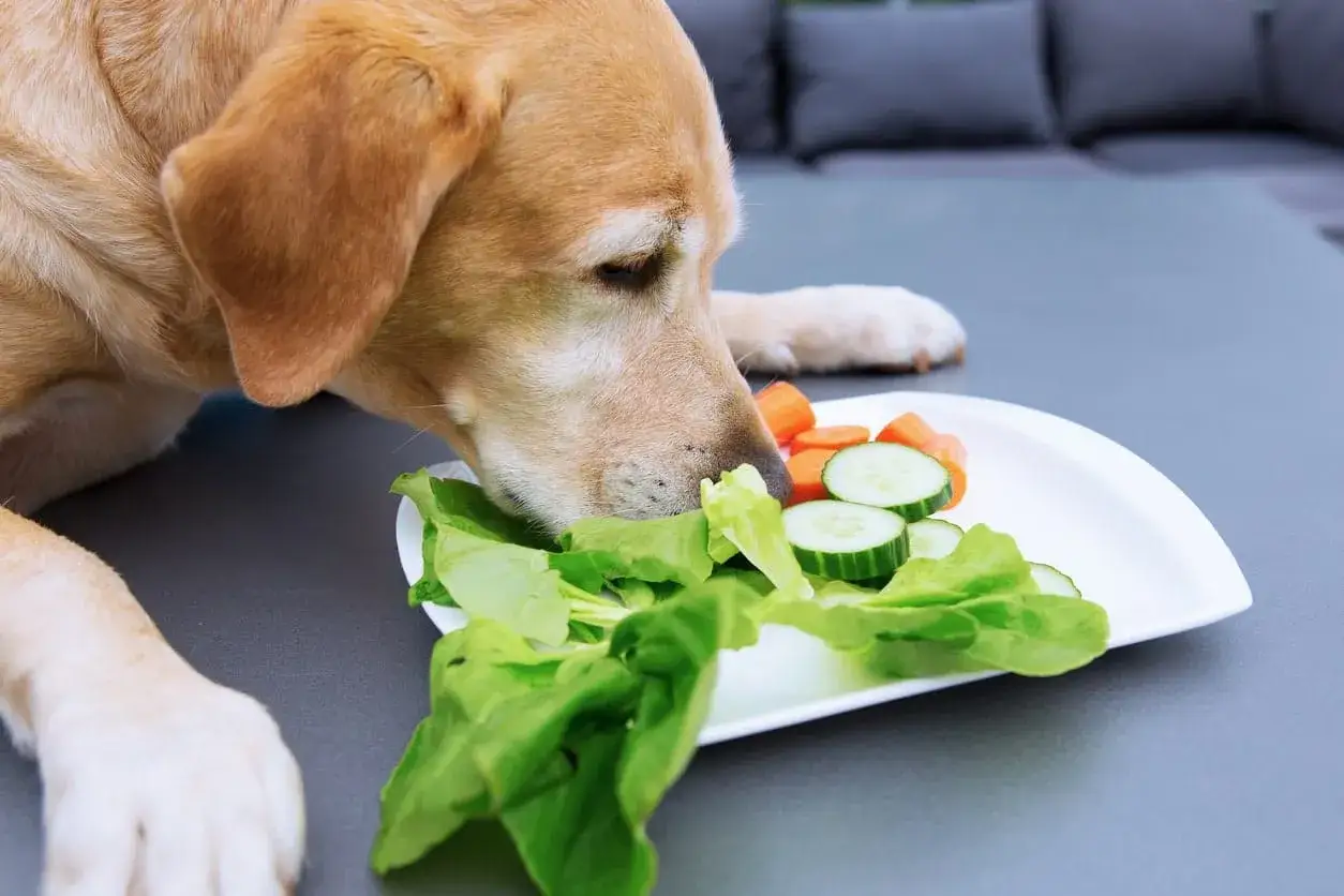 Un perro curioso huele una ensalada de lechuga, zanahoria y pepino, demostrando que los perros pueden comer espinacas y otras verduras.