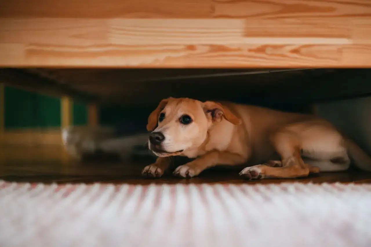 Un cachorro asustado se esconde debajo de la cama, buscando refugio.
