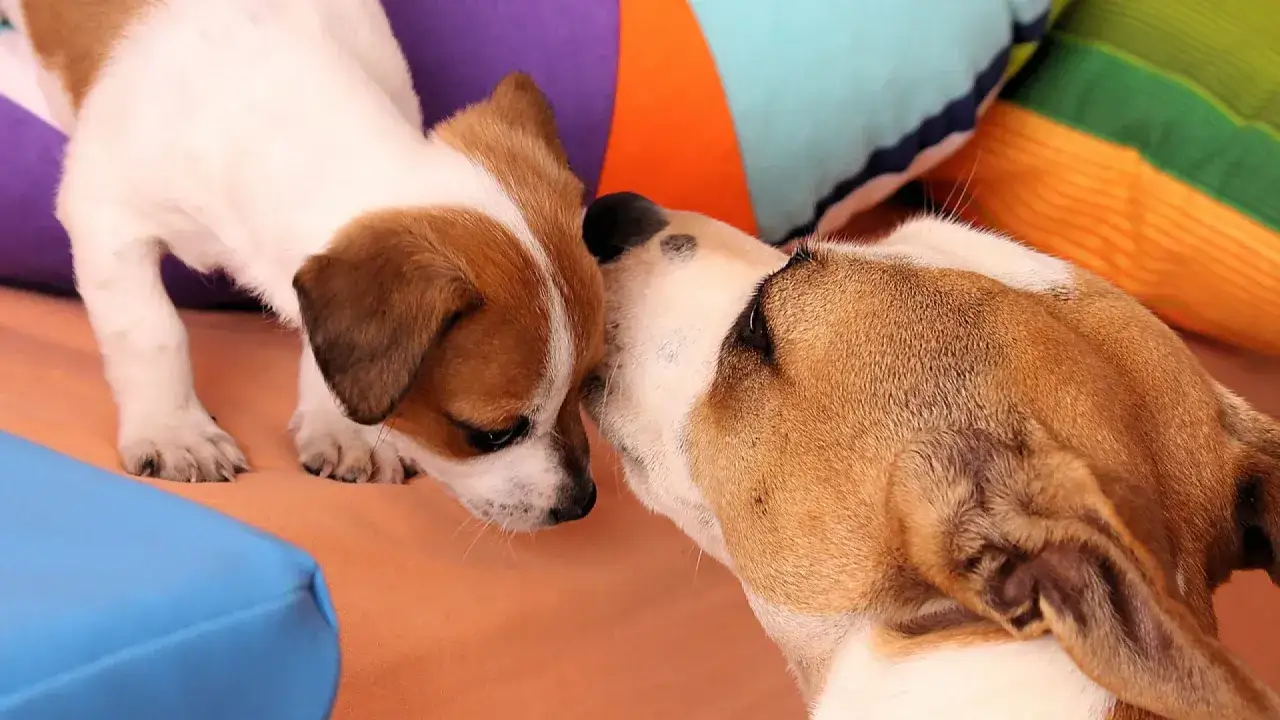 Un cachorro blanco y marrón olfatea a otro perro más grande. Parece que mi perro no acepta al nuevo cachorro.