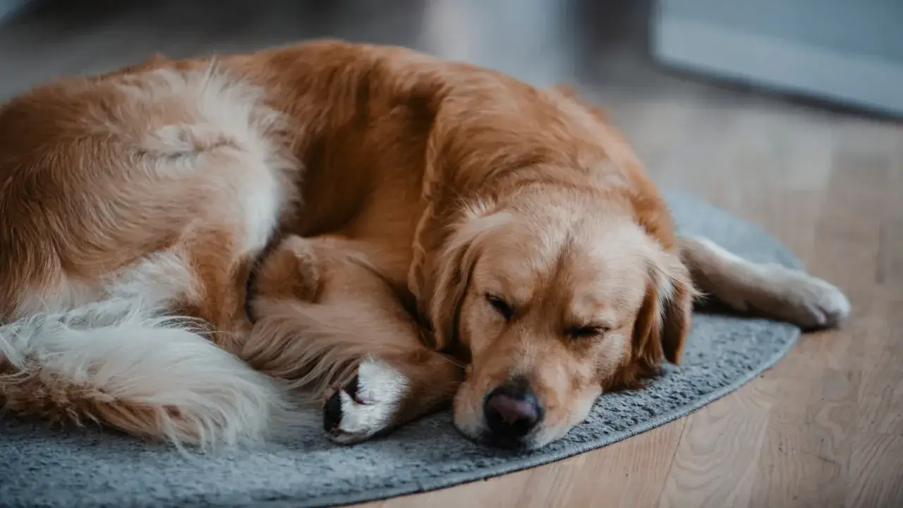 Un golden retriever dorado duerme plácidamente sobre una alfombra gris. Es el lugar perfecto donde acariciar a un perro para que se duerma.