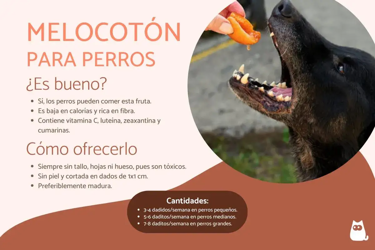 Un perro negro disfruta de un trozo de melocotón ofrecido por una mano. El melocotón es bueno para perros, pero debe prepararse sin hueso ni piel.