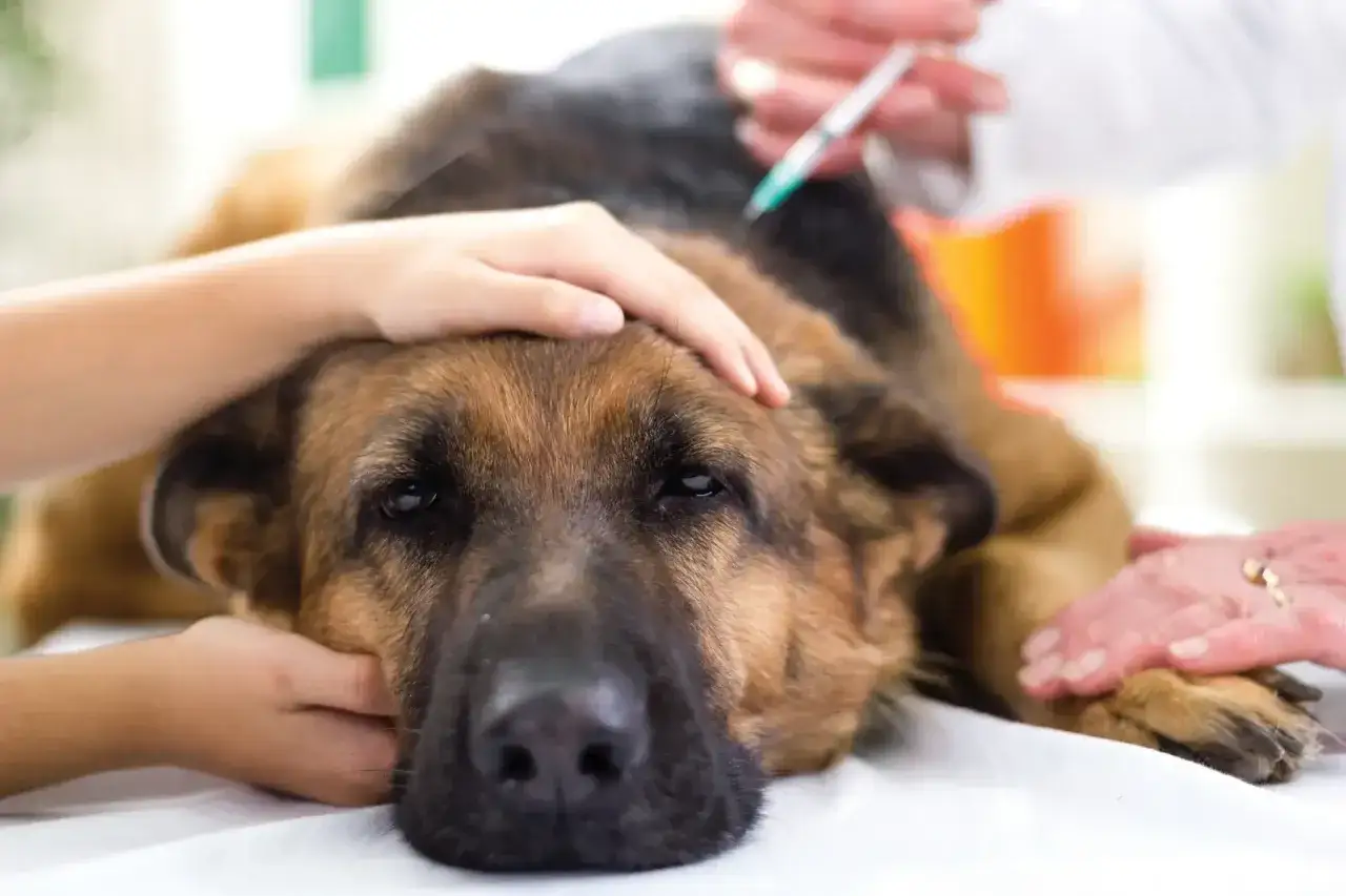 Un perro pastor alem&aacute;n, con demencia, recibe una inyecci&oacute;n de un veterinario, mientras un ni&ntilde;o y un adulto le acarician.