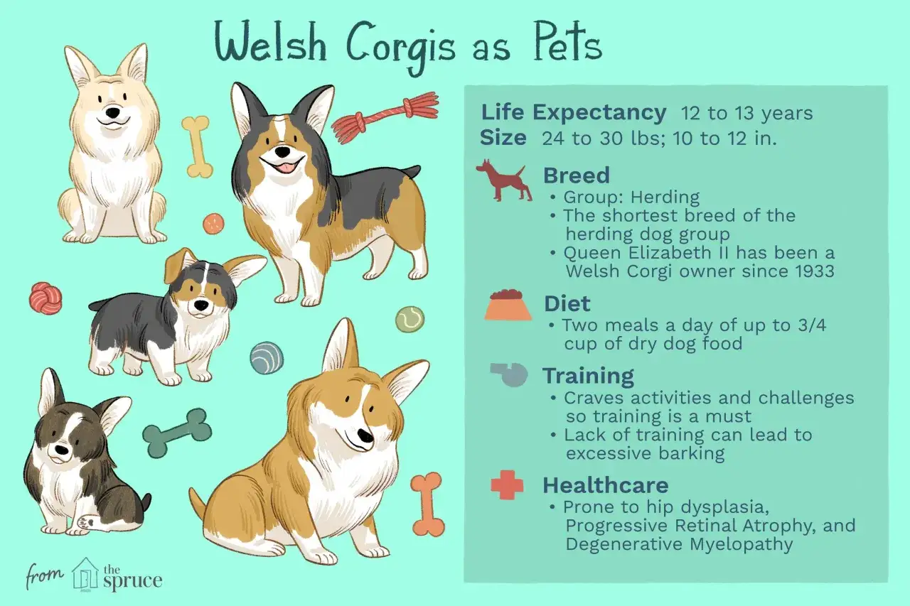 Ilustración de varios corgi perro en diferentes poses, con información sobre la raza.