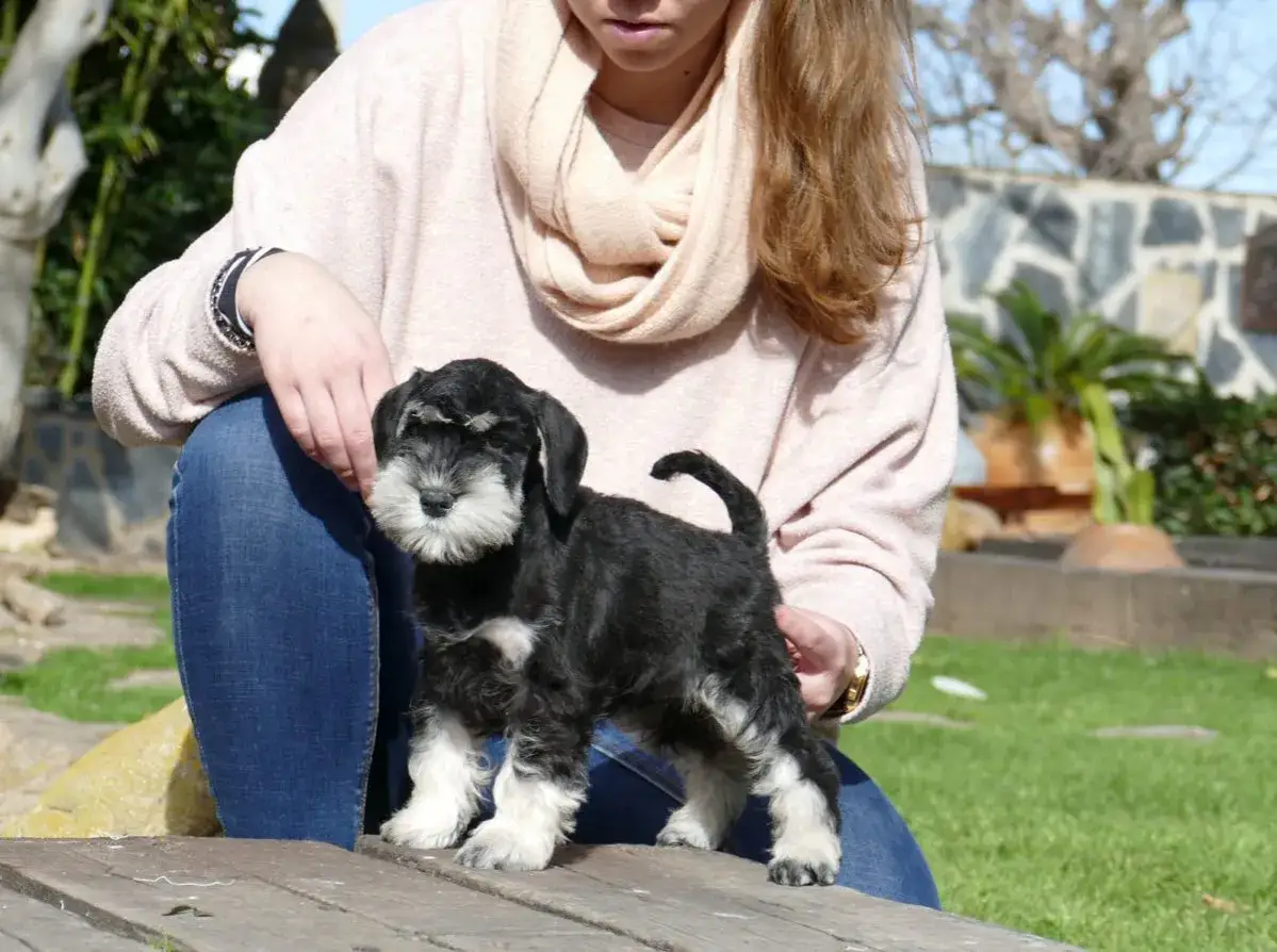 Un cachorro schnauzer miniatura, con su característico schnauzer miniatura temperamento, posa con confianza.