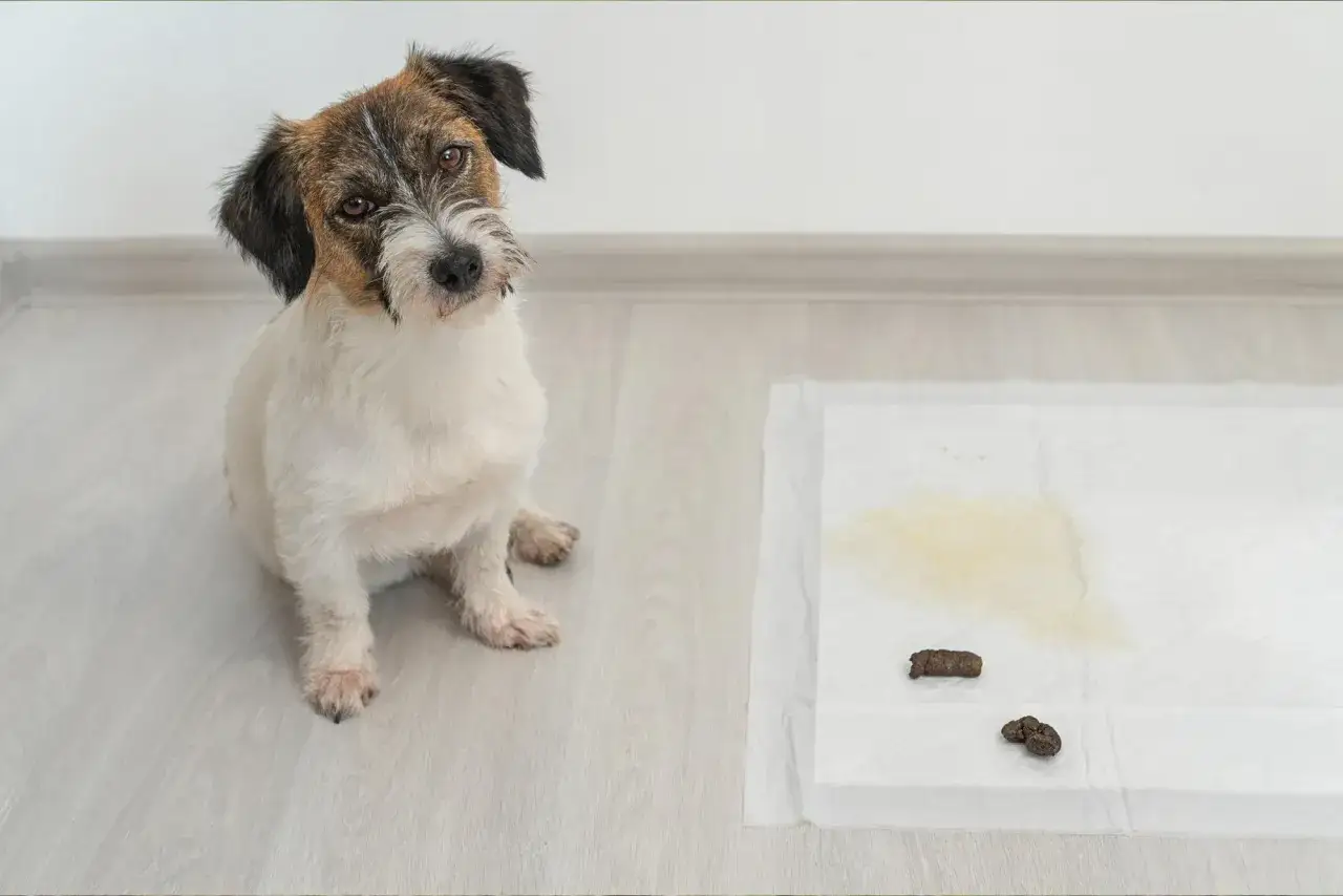 Perro sentado junto a una alfombrilla de entrenamiento con excrementos y orina, aprendiendo a enseñar a un perro a hacer sus necesidades.