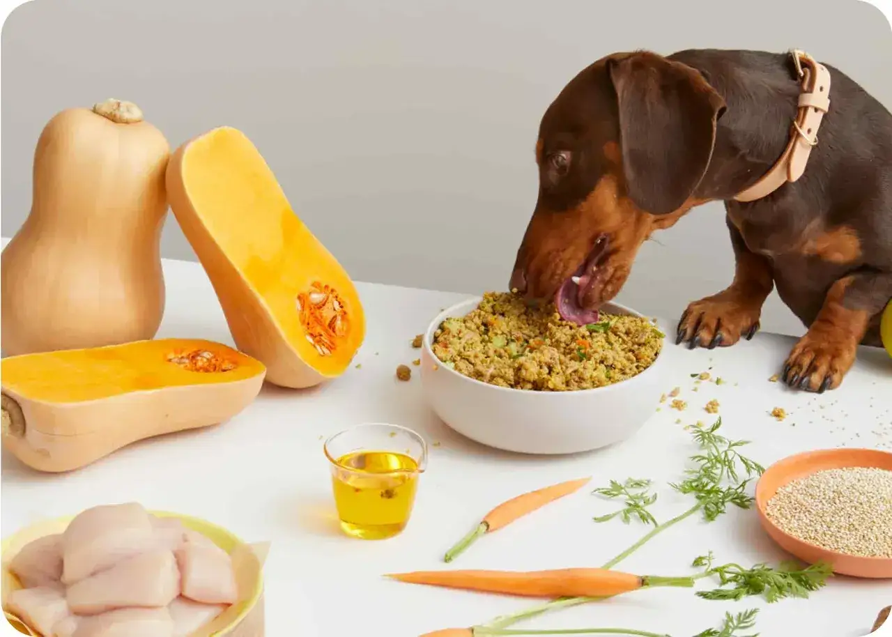 Un teckel disfruta de un plato de comida casera con calabaza, pollo y zanahorias. ¡Una excelente opción sobre qué dar de comer a un teckel!