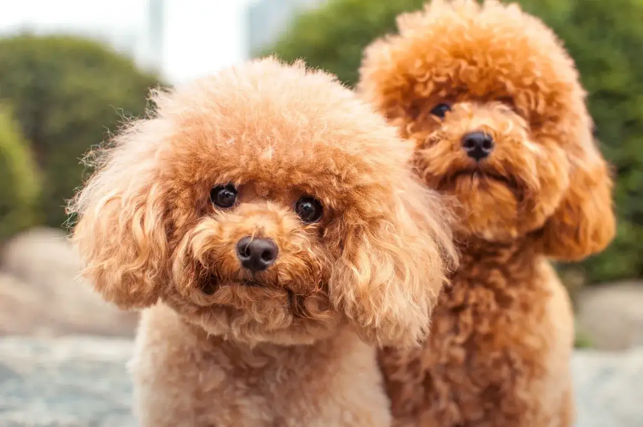 Dos adorables perros caniches marrones, conocidos por ser perros que no sueltan pelo, posan juntos al aire libre.