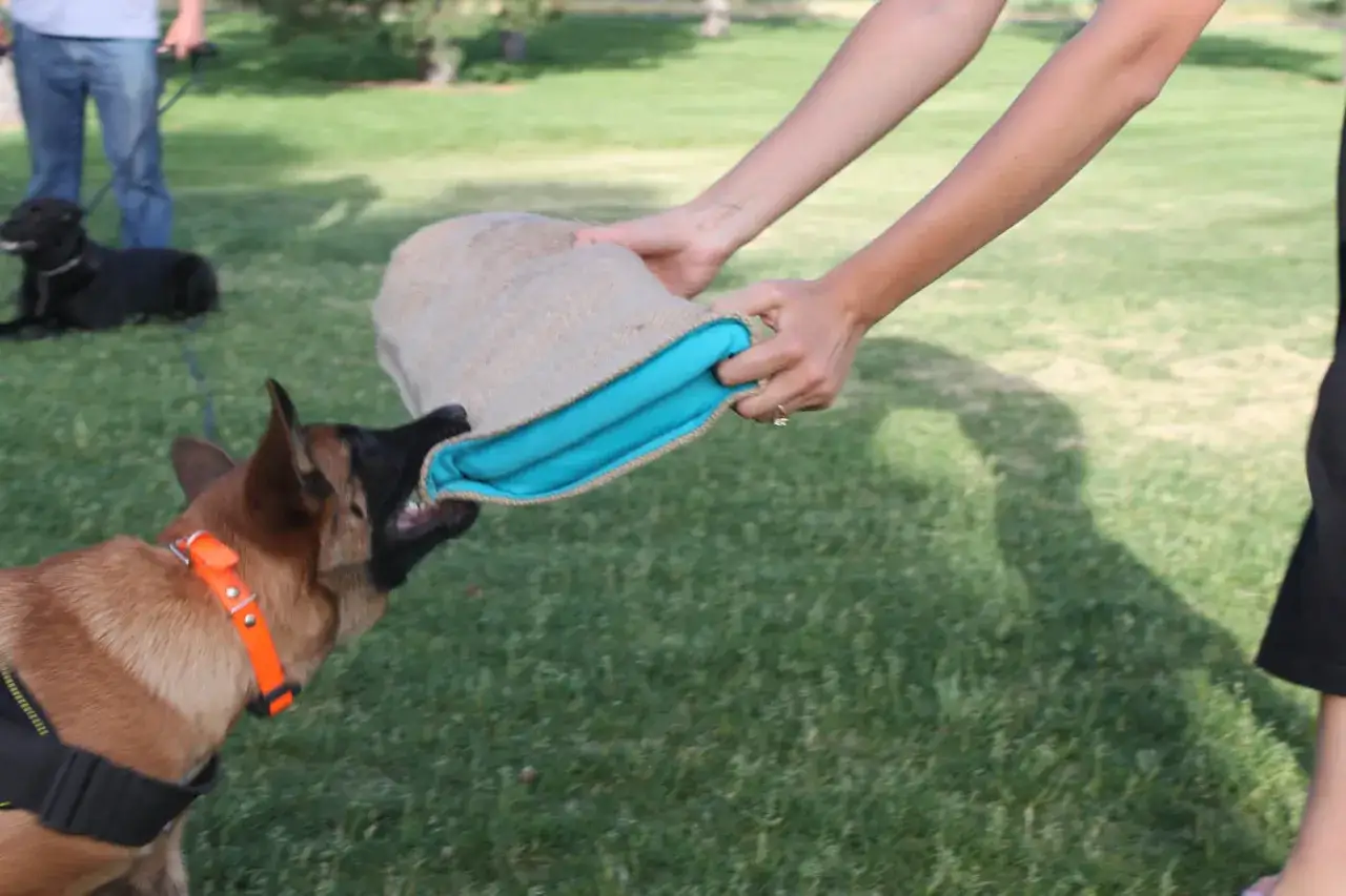 Mi perro me salta encima y me muerde el saco de entrenamiento. ¡Qué juguetón!