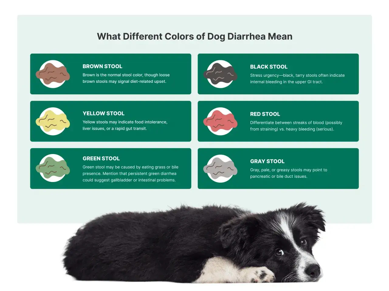 Infografía sobre colores de heces caninas: caca amarilla puede indicar intolerancia alimentaria o problemas hepáticos.