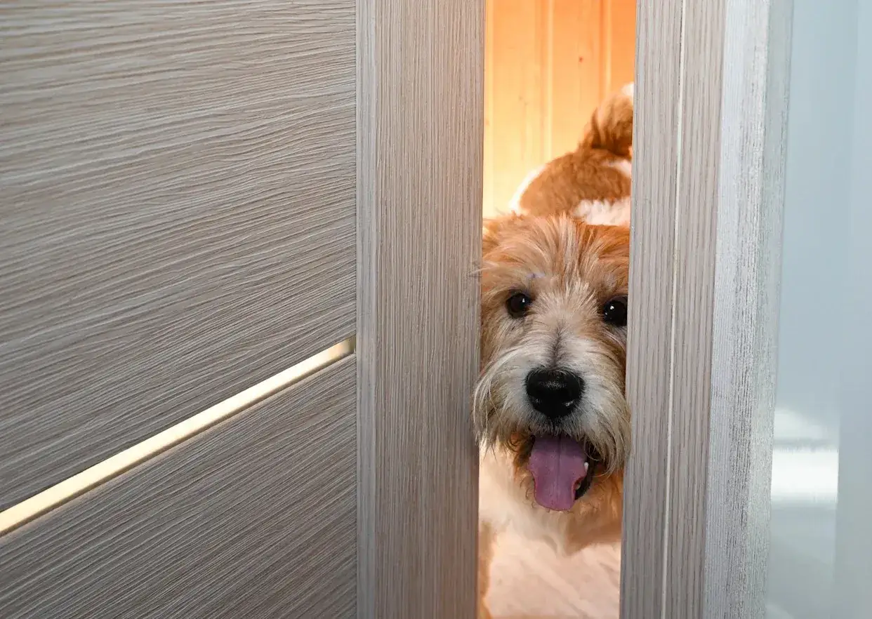 Un perro peludo asoma por la puerta entreabierta, con la lengua fuera, pregunt&aacute;ndose porque mi perro me sigue al ba&ntilde;o.