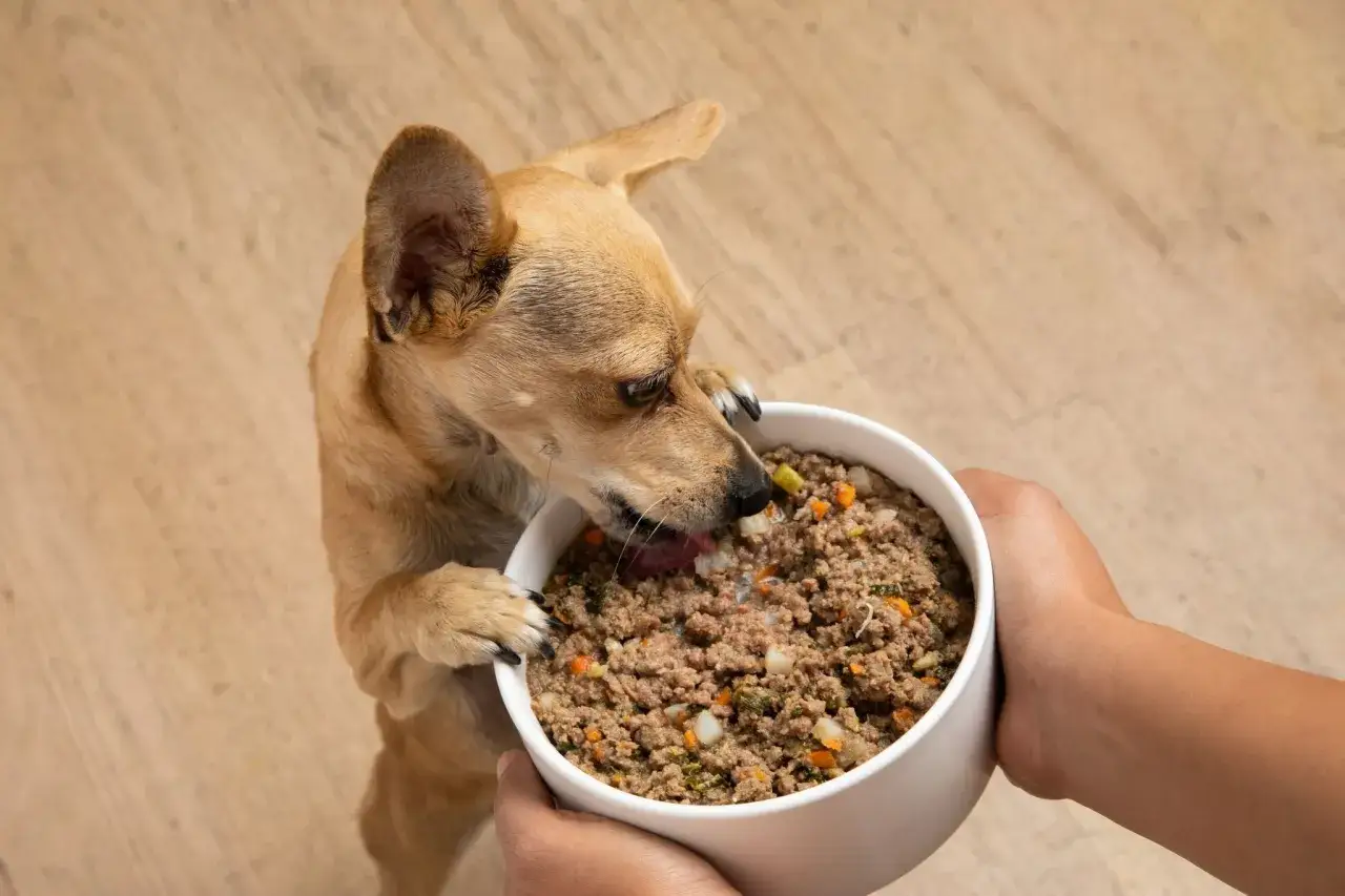 Perro peque&ntilde;o come con entusiasmo de un cuenco con comida casera, ideal para una dieta renal para perros.