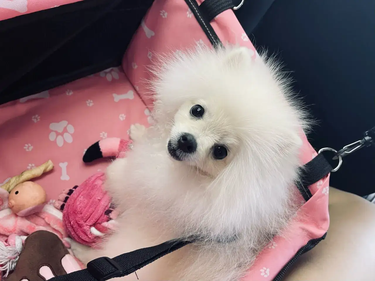 Adorable pomerania suelta pelo en su transport&iacute;n rosa con juguetes.