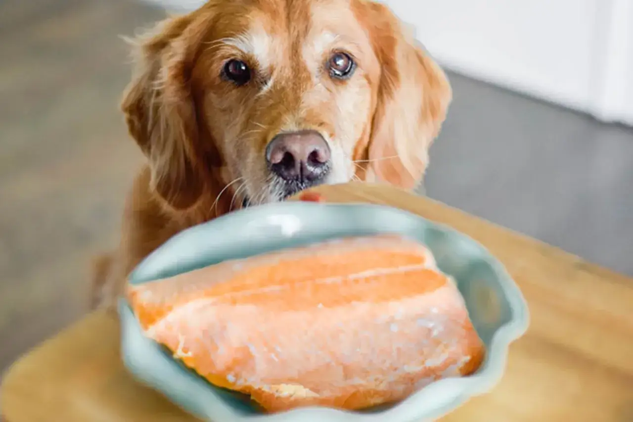 Un golden retriever mira con interés un plato con dos filetes de salmón. ¡Los perros pueden comer salmón!