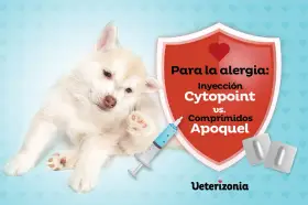Cachorro con picazón, buscando una alternativa a los corticoides en perros. Jeringa y pastillas comparan Cytopoint vs Apoquel.