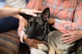 Manos acarician a un perro pastor alemán con demencia, un momento tierno antes de sacrificarlo.