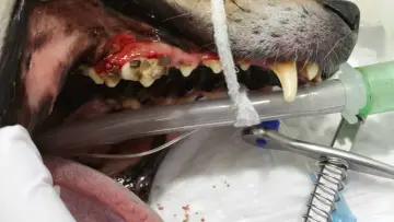 Boca de perro con encías inflamadas y dientes sucios, indicativo de mal aliento en perros. Se observa equipo veterinario.