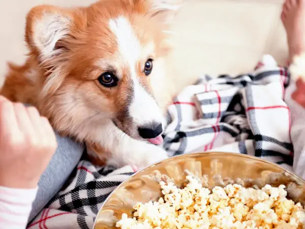 Un perro peludo mira con deseo un bol de palomitas. ¡Parece que los perros pueden comer palomitas!