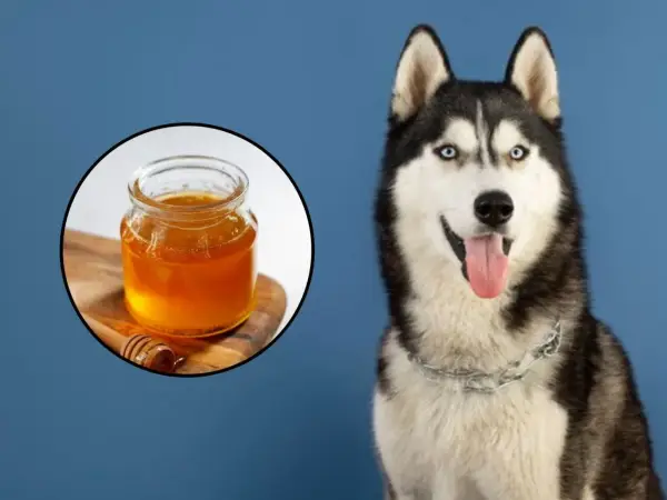 Husky con ojos azules sonriendo, junto a un tarro de miel. ¿Sabías que los perros pueden comer miel?