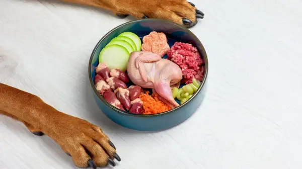 Un tazón azul con ingredientes para comida casera para perros: codorniz, corazones de pollo, carne picada, zanahoria, calabacín y apio. Patas de perro observan.