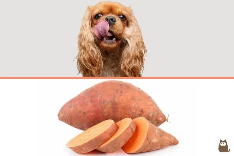 Un perro con la lengua fuera mira un boniato entero y cortado. ¡Los perros pueden comer boniato!