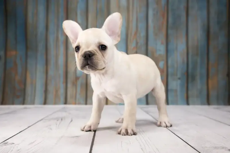 Un adorable cachorro de perros franceses, con sus grandes orejas, mira curioso al frente sobre un suelo de madera.