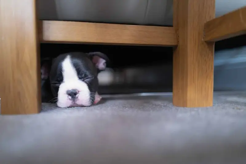 Un cachorro Boston Terrier duerme profundamente debajo de la cama. Quizás se esconde porque mi perro se esconde debajo de la cama.