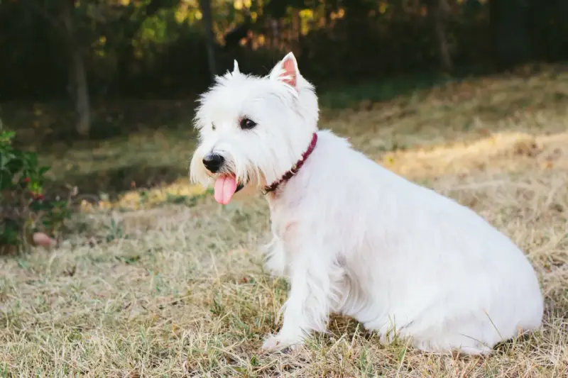 Un adorable perro blanco pequeño, con su lengua afuera, descansa en la hierba bajo el sol.