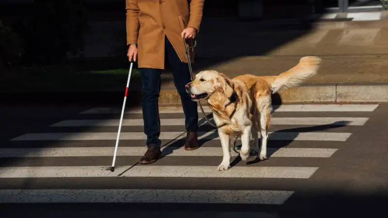 Un hombre con bastón blanco y un perro guía cruzan la calle. Los perros ciegos sufren, pero este perro ayuda a su dueño a navegar el mundo.