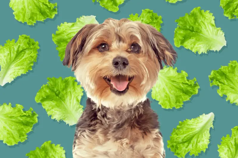 Un perro feliz rodeado de hojas de lechuga, demostrando que los perros pueden comer lechuga.